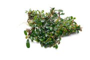 Bucephalandra Mini Dark Needle Bucephalandra - Buce Plant
