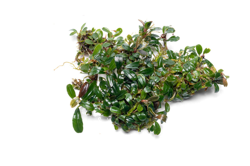 Bucephalandra Mini Dark Needle Bucephalandra - Buce Plant