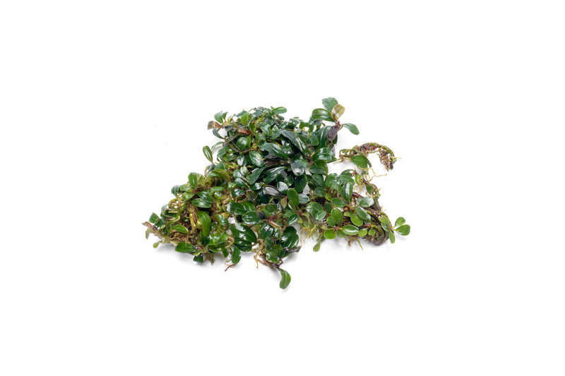 Bucephalandra Mini Dark Needle Bucephalandra - Buce Plant