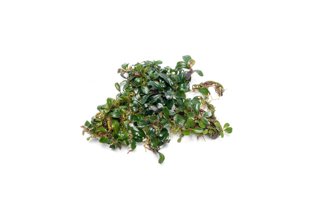 Bucephalandra Mini Dark Needle