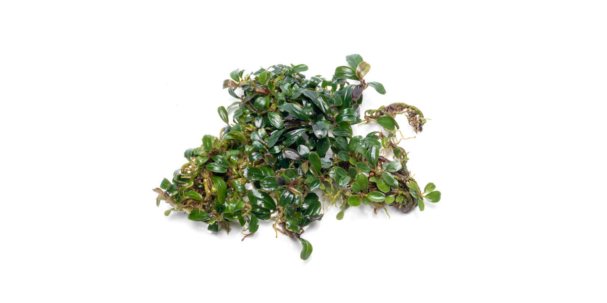 Bucephalandra Mini Dark Needle - Buce Plant