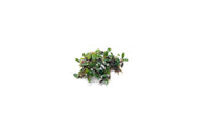 Bucephalandra Mini Dark Needle Bucephalandra - Buce Plant