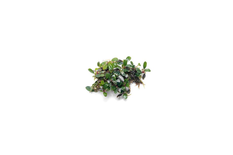 Bucephalandra Mini Dark Needle Bucephalandra - Buce Plant