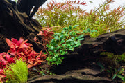 Bucephalandra Mini Dark Needle Bucephalandra - Buce Plant