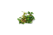 Bucephalandra Mini Dark Needle Bucephalandra - Buce Plant