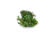 Bucephalandra Mini Dark Needle Bucephalandra - Buce Plant