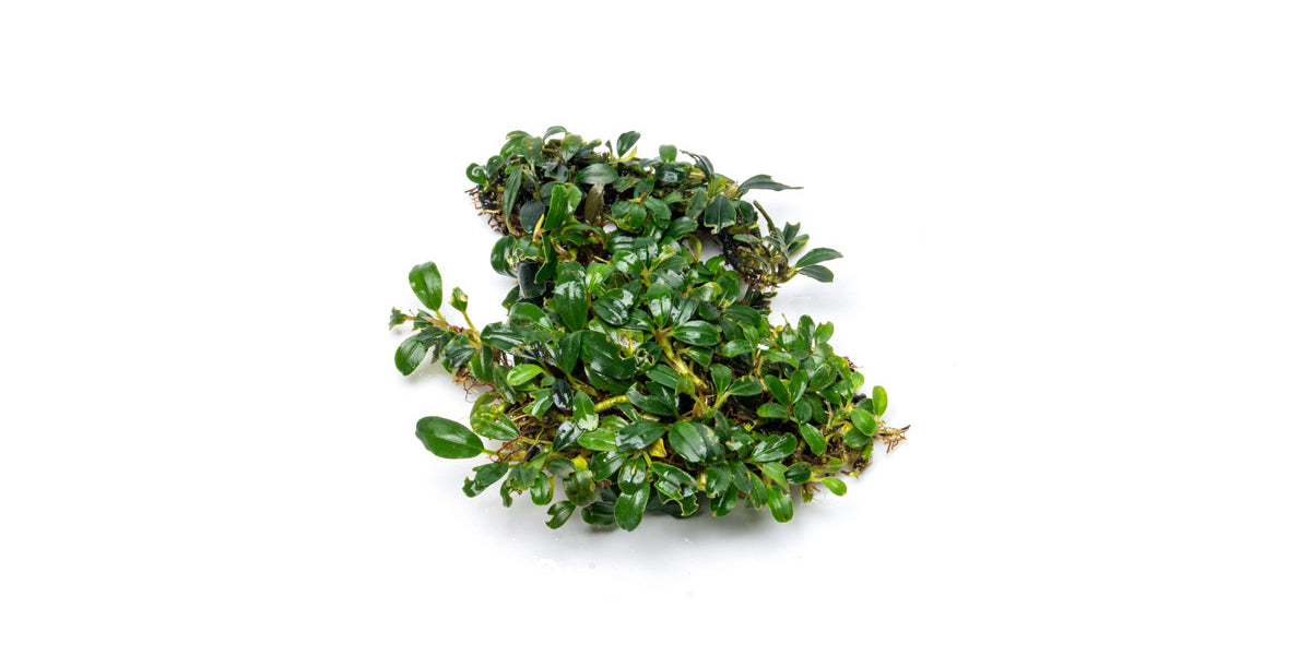 水草 JJJJJ Bucephalandra.immortal darkness Bucephalandra Mini Dark Needle Aquascaping Plant — Buce Plant