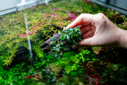 Bucephalandra Mix on Driftwood (Farmed) Aquatic Plant - Buce Plant