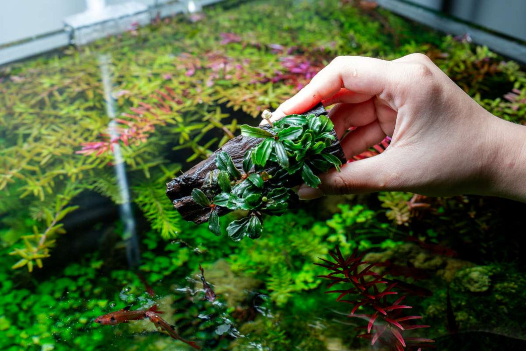 Bucephalandra Mix on Driftwood (Farmed)