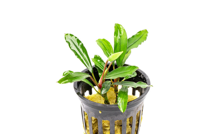 Bucephalandra Nanga Pinoh Tangerine Bucephalandra - Buce Plant