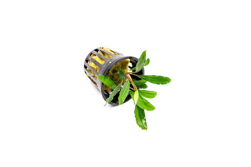 Bucephalandra Nanga Pinoh Tangerine Bucephalandra - Buce Plant
