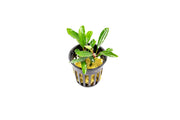 Bucephalandra Nanga Pinoh Tangerine Bucephalandra - Buce Plant