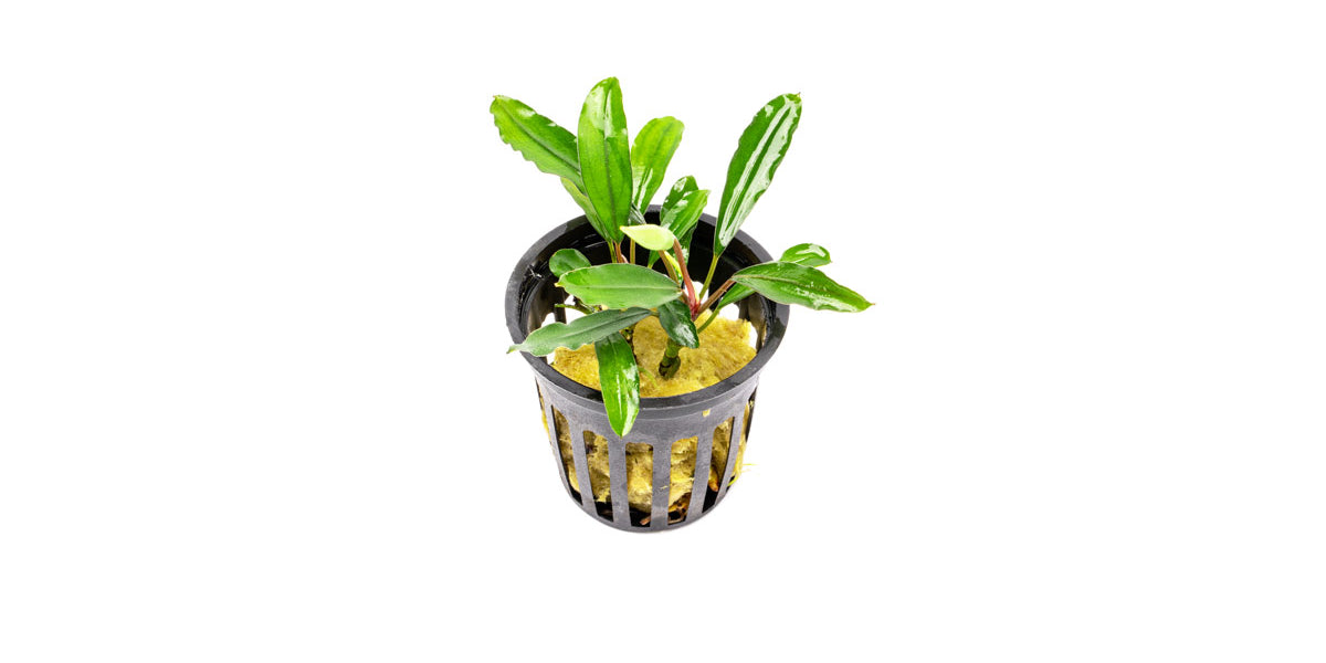 bucephalandra-nanga-pinoh-