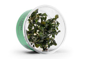 Bucephalandra Nanga Pinoh UNS Tissue Culture Tissue Culture - Buce Plant