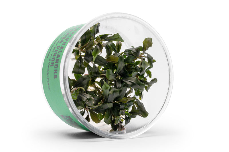 Bucephalandra Nanga Pinoh UNS Tissue Culture Tissue Culture - Buce Plant