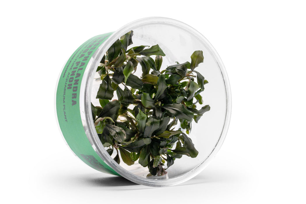 Bucephalandra Nanga Pinoh UNS Tissue Culture