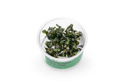 Bucephalandra Nanga Pinoh UNS Tissue Culture Tissue Culture - Buce Plant