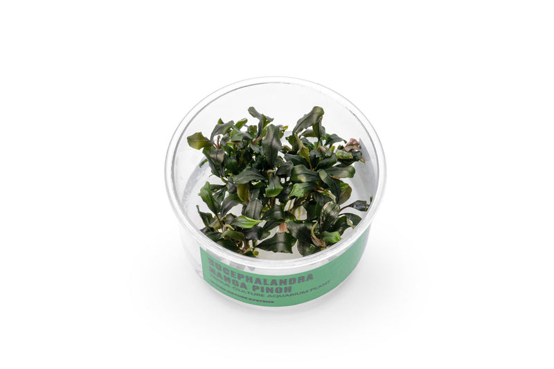 Bucephalandra Nanga Pinoh UNS Tissue Culture Tissue Culture - Buce Plant