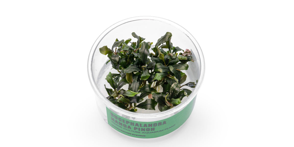 Bucephalandra Nanga Pinoh UNS Tissue Culture | Buce Plant