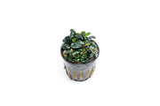 Bucephalandra Pandora Queen