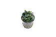 Bucephalandra Pandora Queen