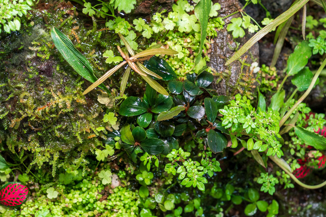 Bucephalandra Pandora Queen