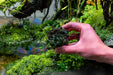 Bucephalandra Pandora Queen