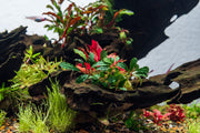 Bucephalandra Peacock Bucephalandra - Buce Plant