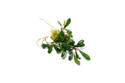 Bucephalandra Peacock Bucephalandra - Buce Plant