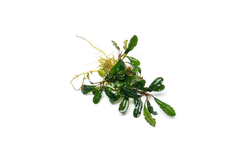 Bucephalandra Peacock Bucephalandra - Buce Plant