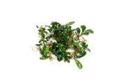 Bucephalandra Peacock Bucephalandra - Buce Plant