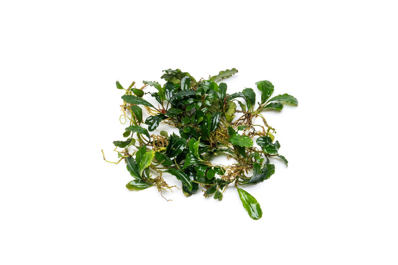 Bucephalandra Peacock Bucephalandra - Buce Plant