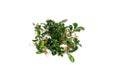 Healthy Bucephalandra Peacock aquatic plant with vibrant green and blue leaves, ideal for freshwater aquariums.