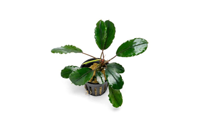 Bucephalandra Pearl Grey Bucephalandra - Buce Plant