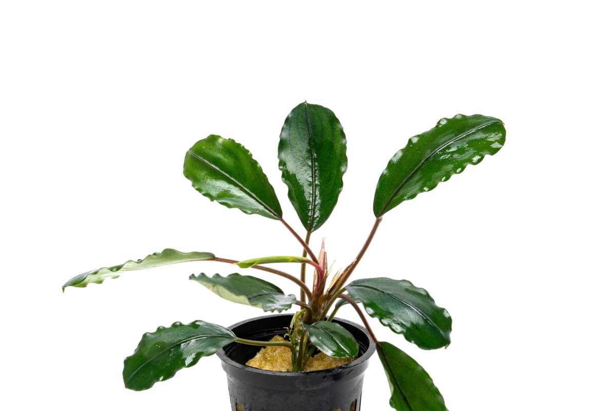 Bucephalandra Pearl Grey - Aquascaping Plant — Buce Plant
