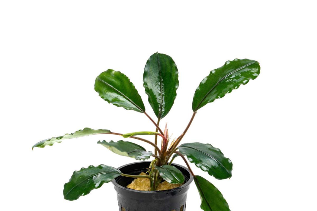 Bucephalandra Pearl Grey foliage highlighting the smooth texture.