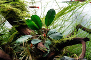 Bucephalandra Pearl Grey Bucephalandra - Buce Plant
