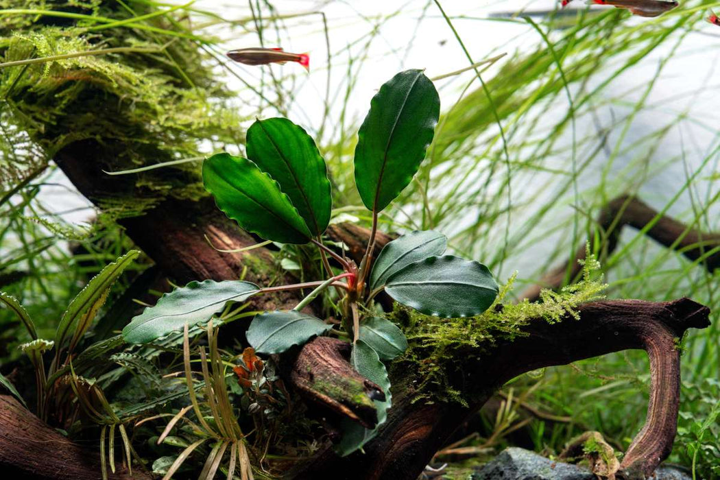 Bucephalandra Pearl Grey attached to driftwood in a high-end planted tank.
