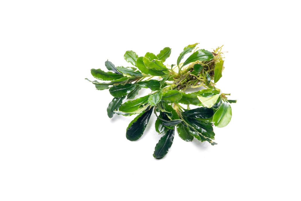 Bucephalandra Purple Adonis