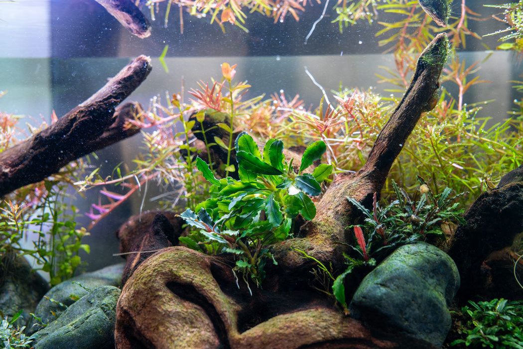 Bucephalandra Purple Adonis