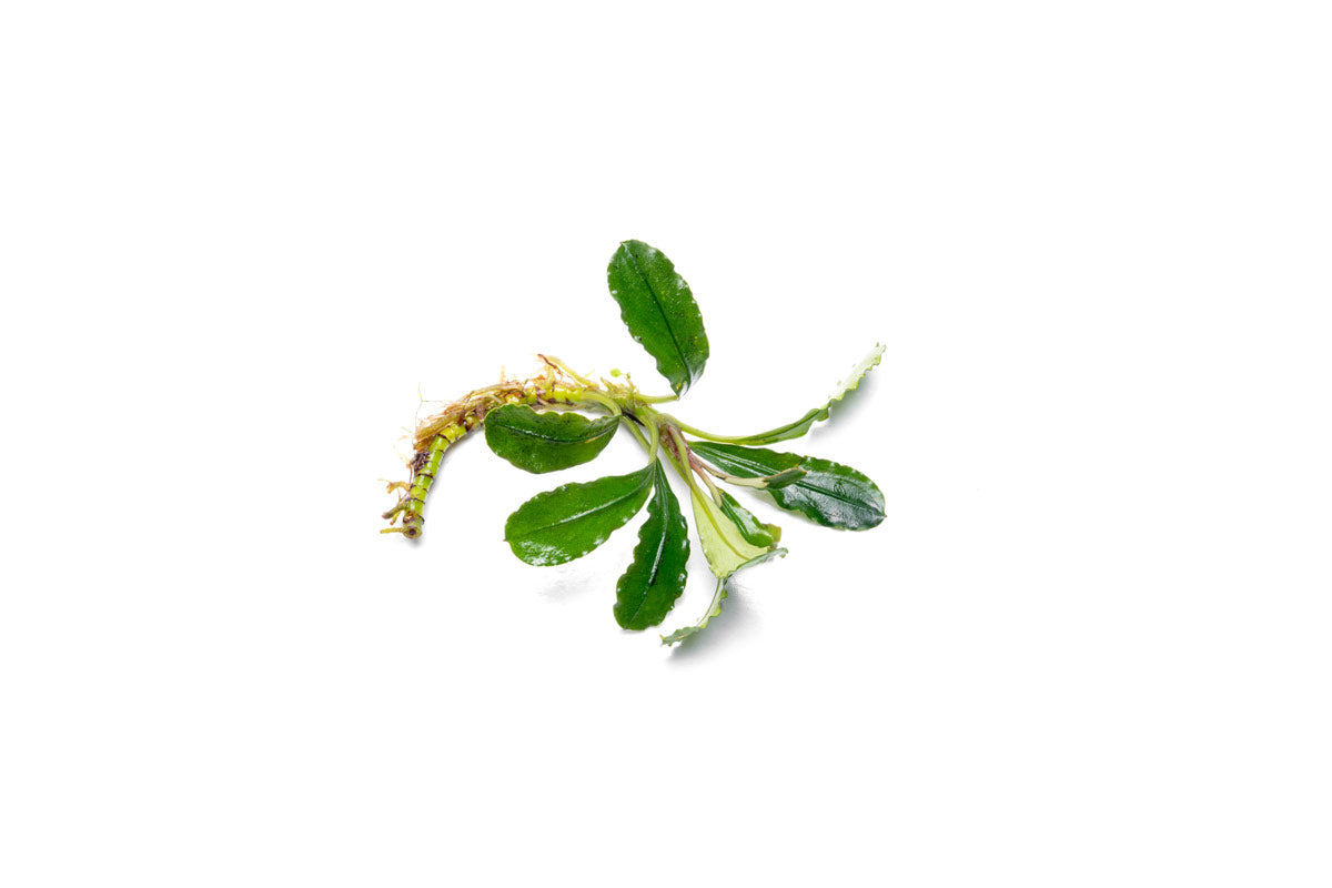 Bucephalandra Purple Adonis - Low-Light Aquascaping Plant — Buce Plant