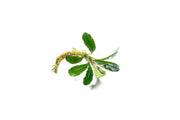 Bucephalandra Purple Adonis Bucephalandra - Buce Plant