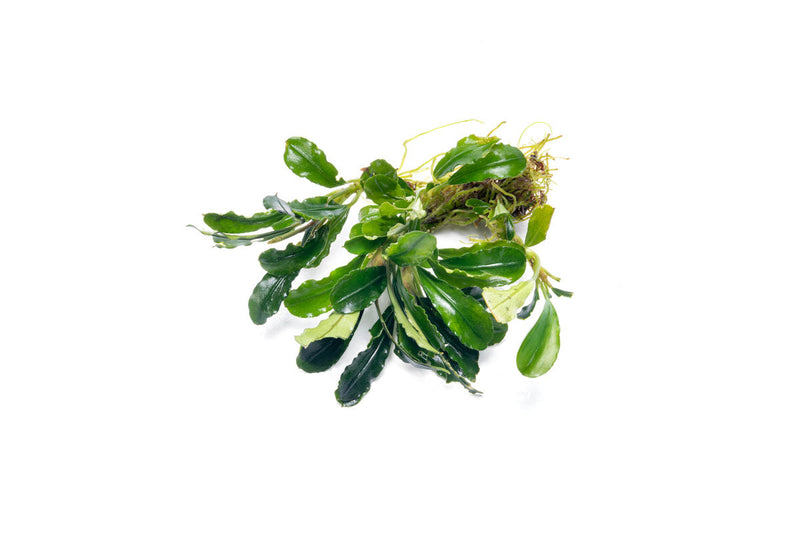 Bucephalandra Purple Adonis Bucephalandra - Buce Plant