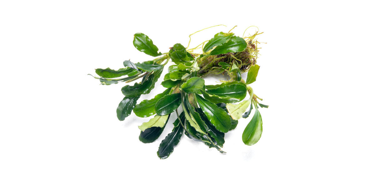 Bucephalandra Purple Adonis — Buce Plant