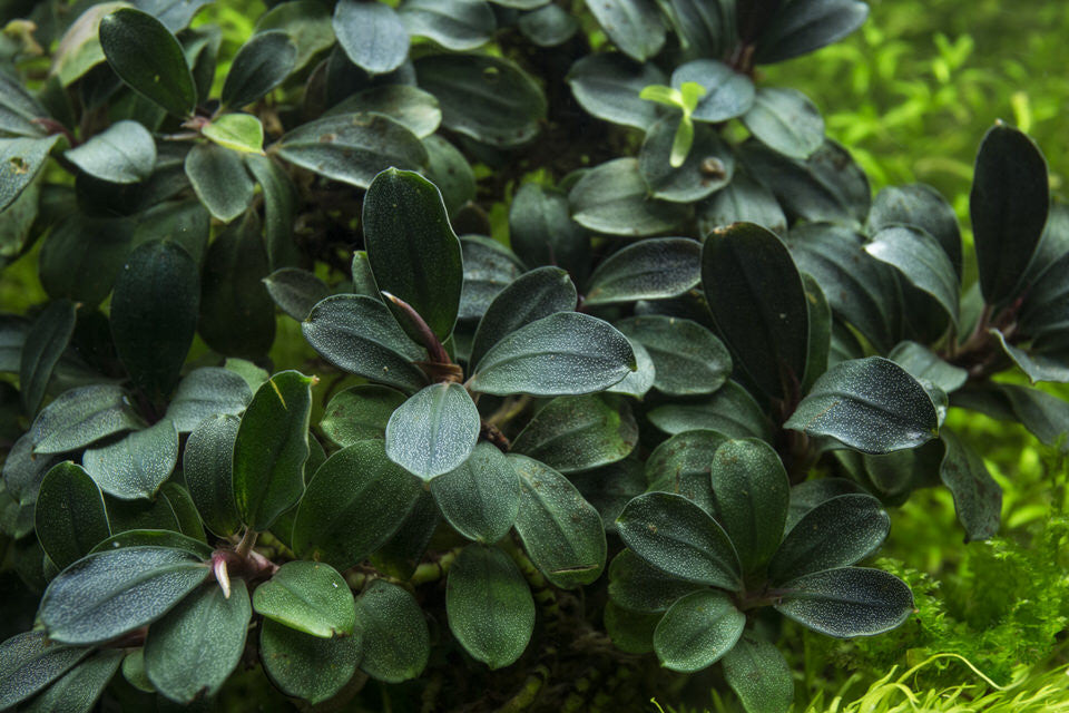 水草 Bucephalandra sp.Midnight purple Bucephalandra Purple Blue - Aquascaping Plant — Buce Plant