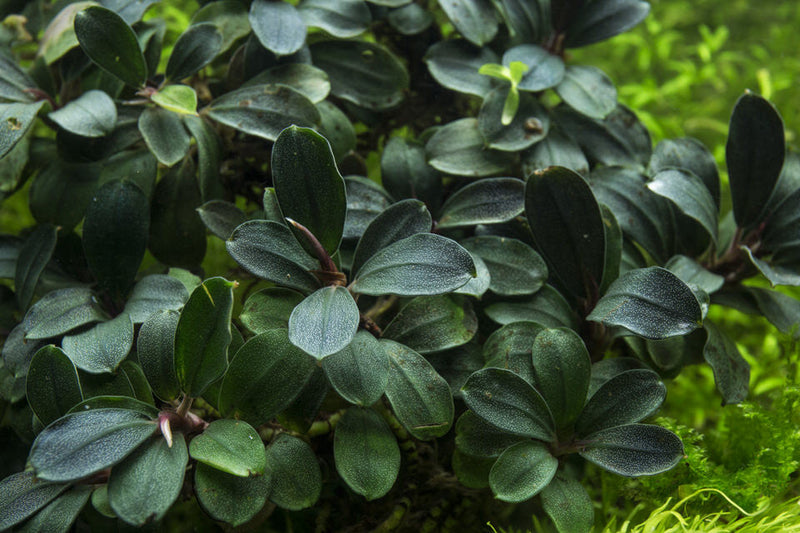 Bucephalandra Purple Blue Bucephalandra - Buce Plant