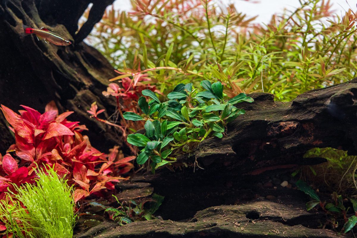 水草 Bucephalandra sp.Midnight purple Bucephalandra Purple Blue - Aquascaping Plant — Buce Plant