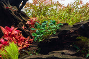 Bucephalandra Purple Blue Bucephalandra - Buce Plant