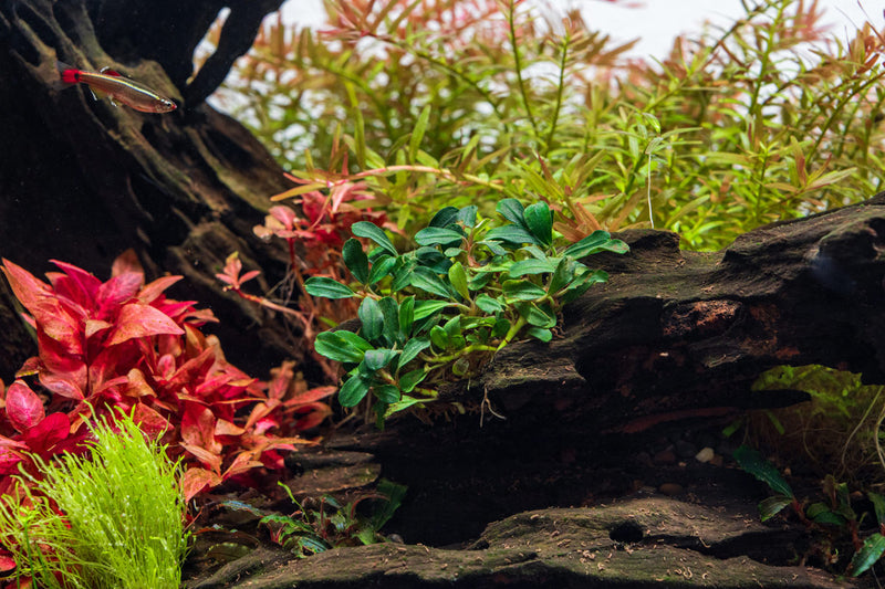 Bucephalandra Purple Blue Bucephalandra - Buce Plant
