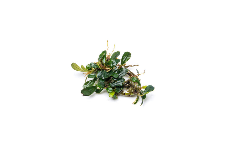 Bucephalandra Purple Blue Bucephalandra - Buce Plant